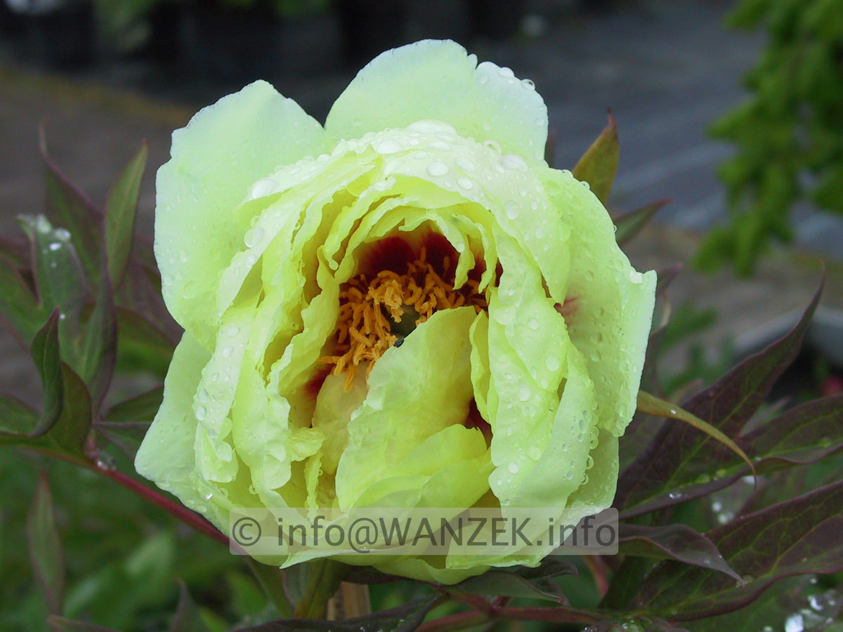 Paeonia suffruticosa High Noon.JPG